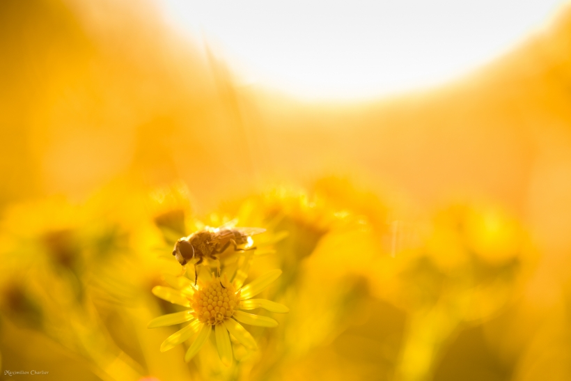 Bee at sunset